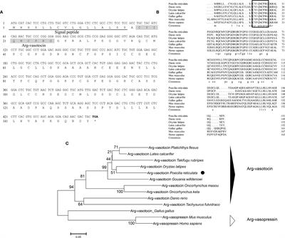 Arg-Vasotocin Directly Activates Isotocin Receptors and Induces COX2 Expression in Ovoviviparous Guppies